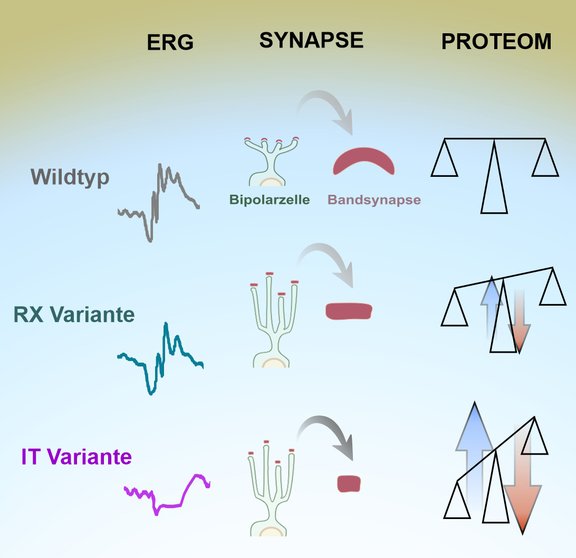 Zu sehen ist eine einfache Illustration, die die beschriebenen Ergebnisse, insbesondere die Auswirkungen unterschiedlicher Mutationen zusammenfasst.