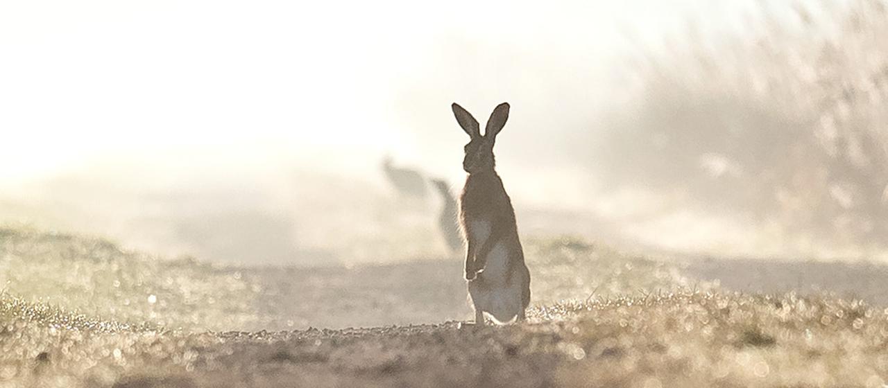 Ein Hase hält am frühen Morgen in den Kladdinger Wiesen bei Stuhr (Niedersachsen) Ausschau.
