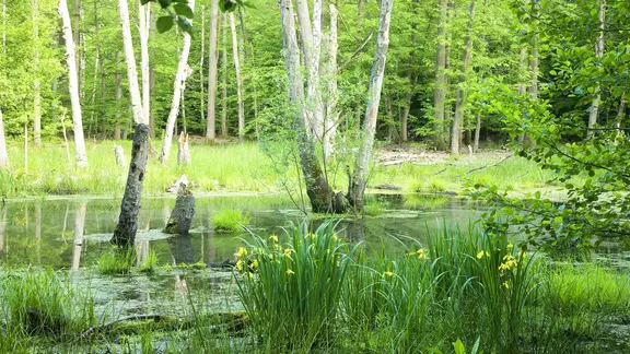 Tümpel im Buchenwald des Naturschutzgebietes Heilige Hallen