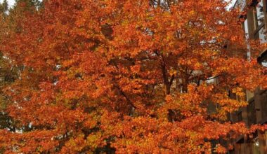 Stadt fällt 182 Bäume - Antenne Düsseldorf