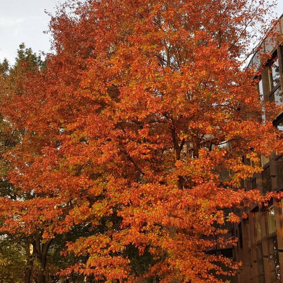Stadt fällt 182 Bäume - Antenne Düsseldorf