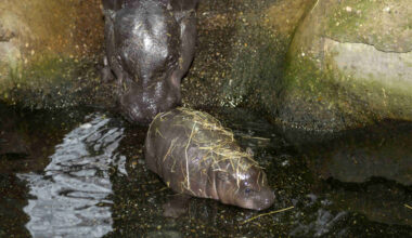 Zoo Duisburg gibt bewegende Einblicke in Hippo-Gehege - Neues zu Baby Panya