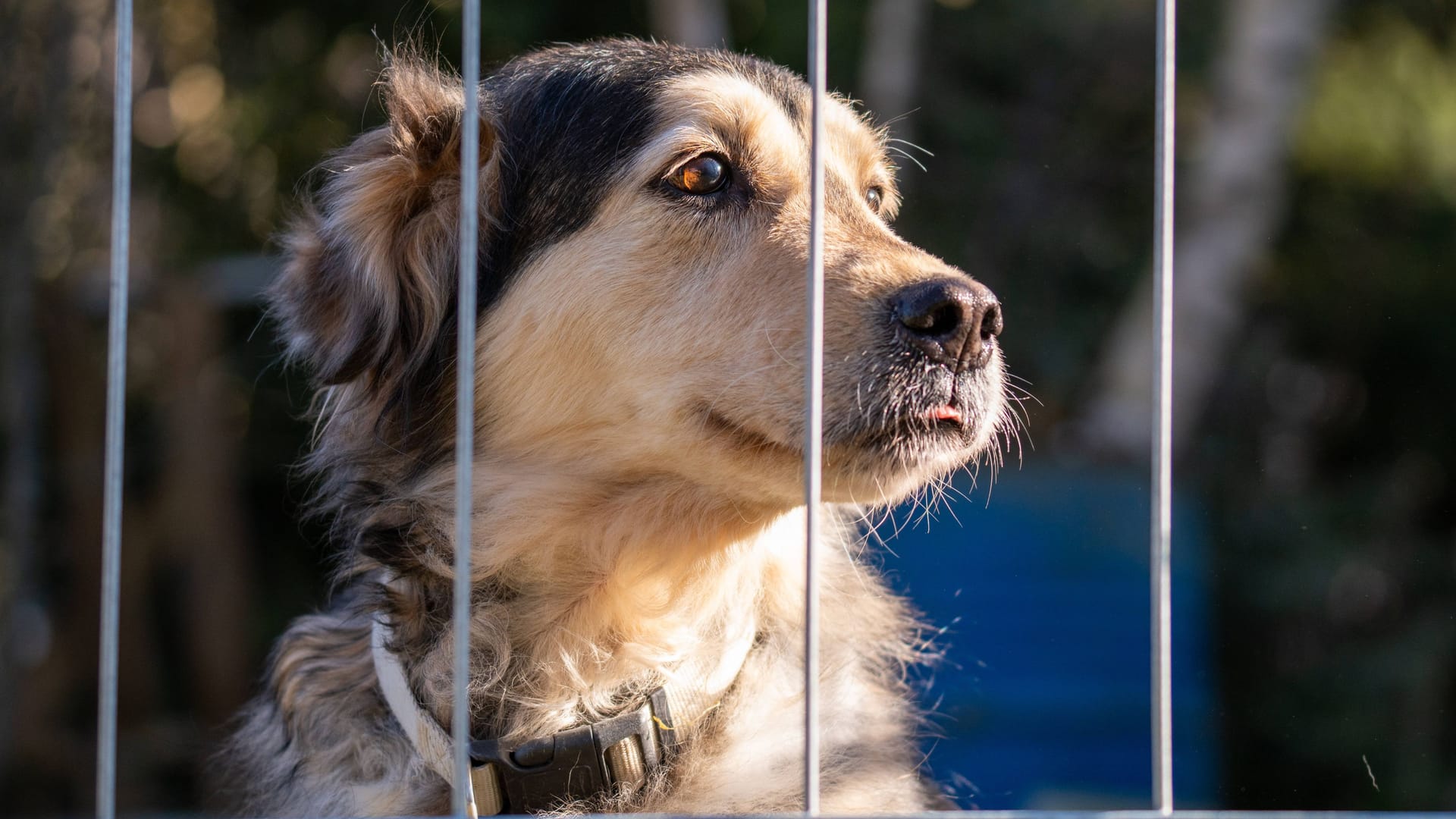 Hund in einem Tierheim (Symbolfoto): Im Tierheim Nürnberg benahmen sich Besucher zuletzt öfters daneben. Hund in einem Tierheim (Symbolfoto): Im Tierheim Nürnberg benahmen sich Besucher zuletzt öfters daneben.