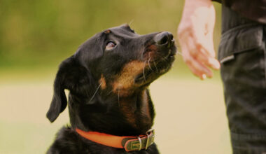 Neue Regel für Hunde in Essen: "Tränen in den Augen"