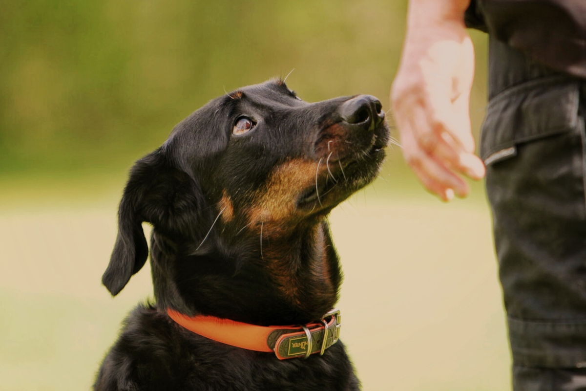 Neue Regel für Hunde in Essen: "Tränen in den Augen"