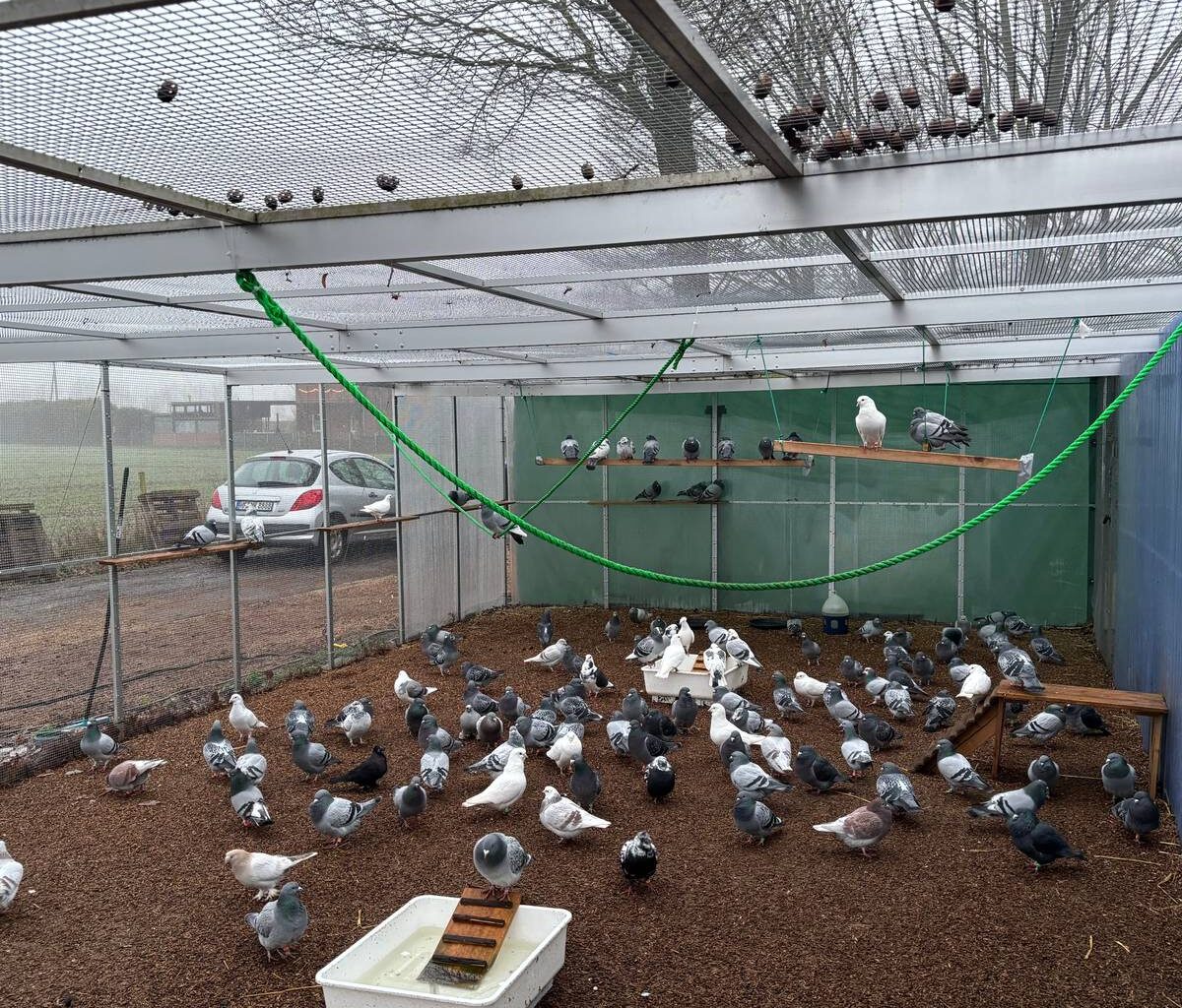 Raven für die Taubenfreunde Münster