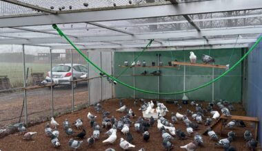 Raven für die Taubenfreunde Münster