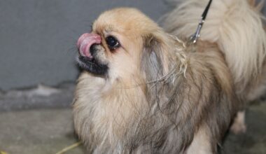 Tierheim Duisburg: Hund kehrt zurück! „Nicht wiederzuerkennen“