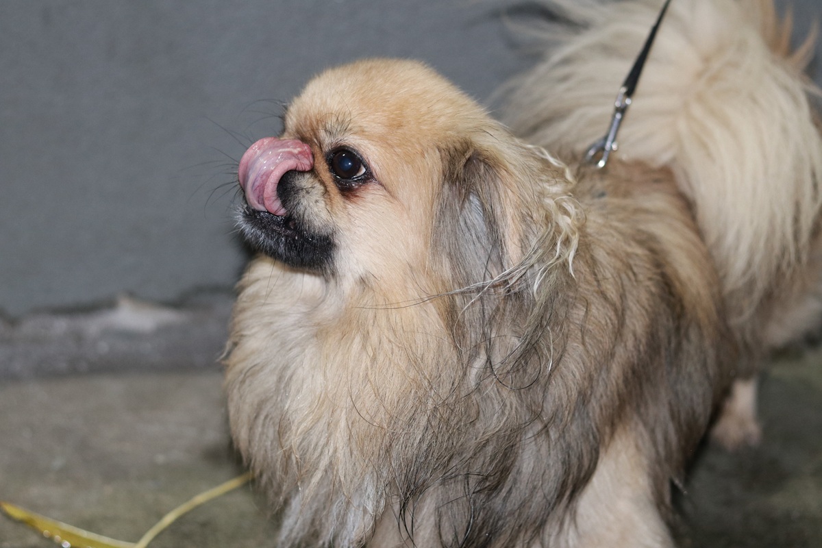 Tierheim Duisburg: Hund kehrt zurück! „Nicht wiederzuerkennen“