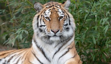 Neuer Tiger in der Zoom Gelsenkirchen – es sollte nicht lange dauern