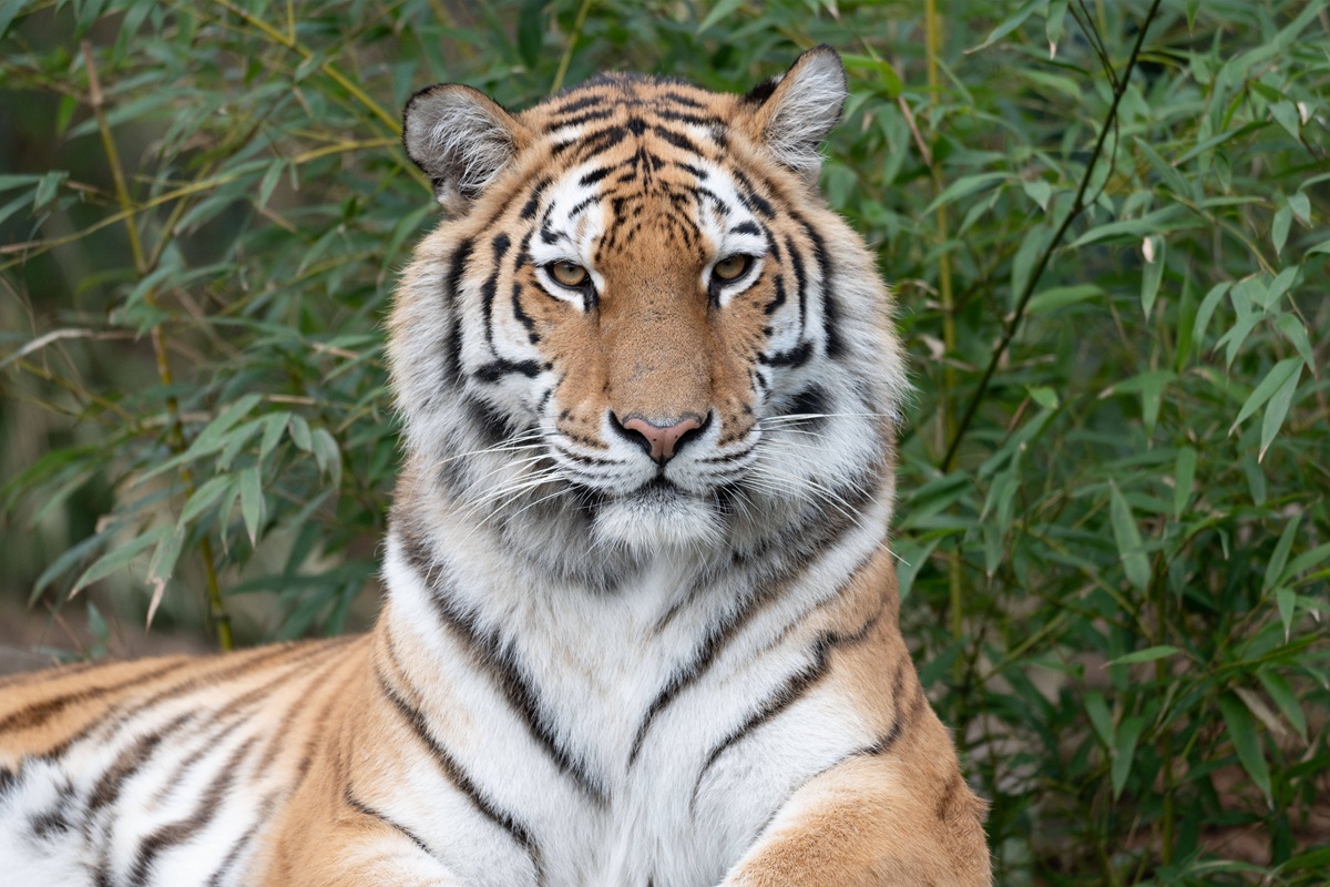 Neuer Tiger in der Zoom Gelsenkirchen – es sollte nicht lange dauern