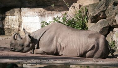 Abschied im Zoo Hannover! Pfleger besorgt - "Einige Herausforderungen"