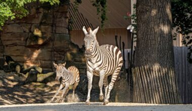 Zoo Hannover verkündet Nachricht! Plötzlich sind überall Kameras- news38.de