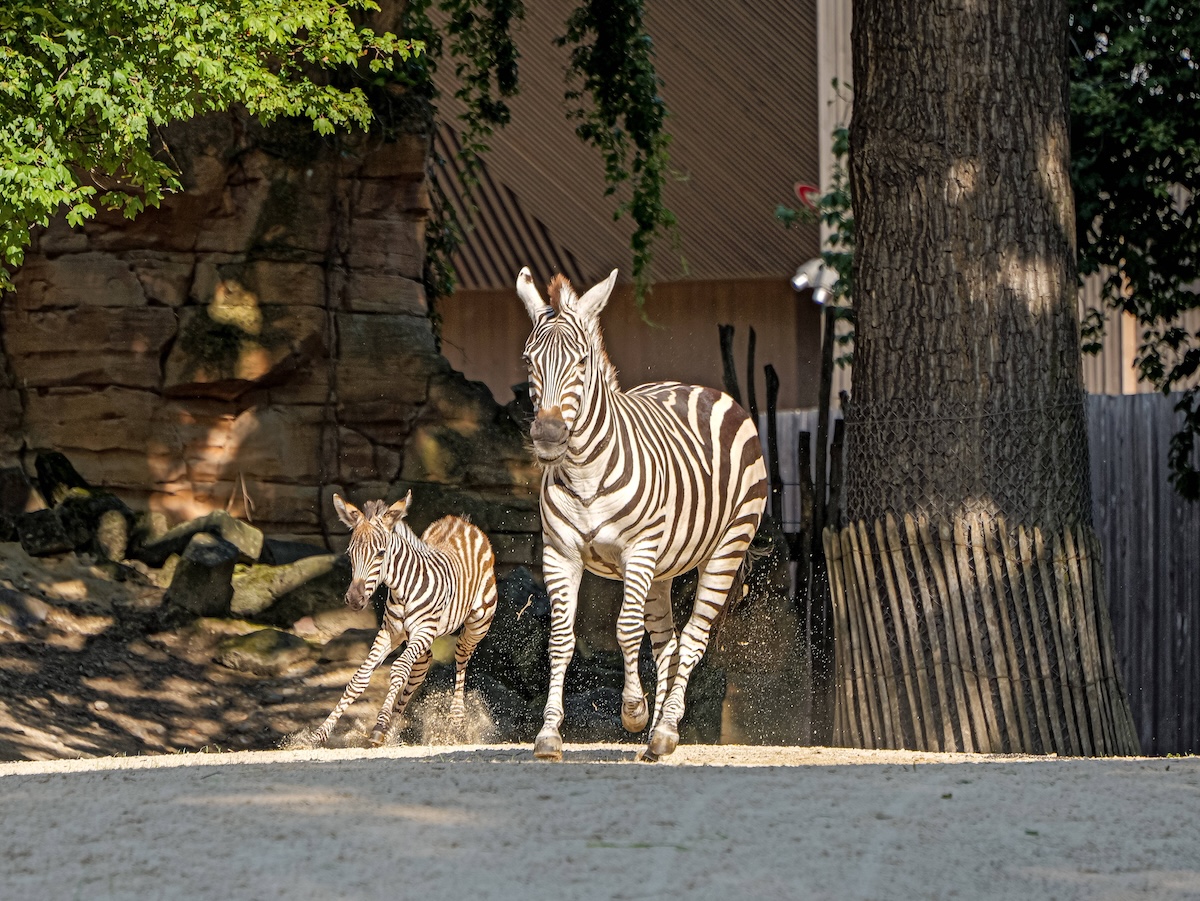 Zoo Hannover verkündet Nachricht! Plötzlich sind überall Kameras- news38.de
