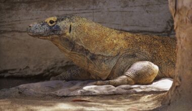 Ein Komodowaran liegt auf einem Stein.