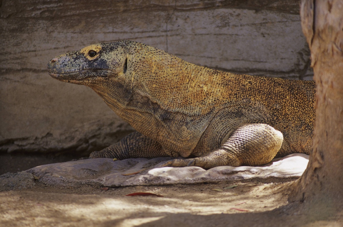 Ein Komodowaran liegt auf einem Stein.