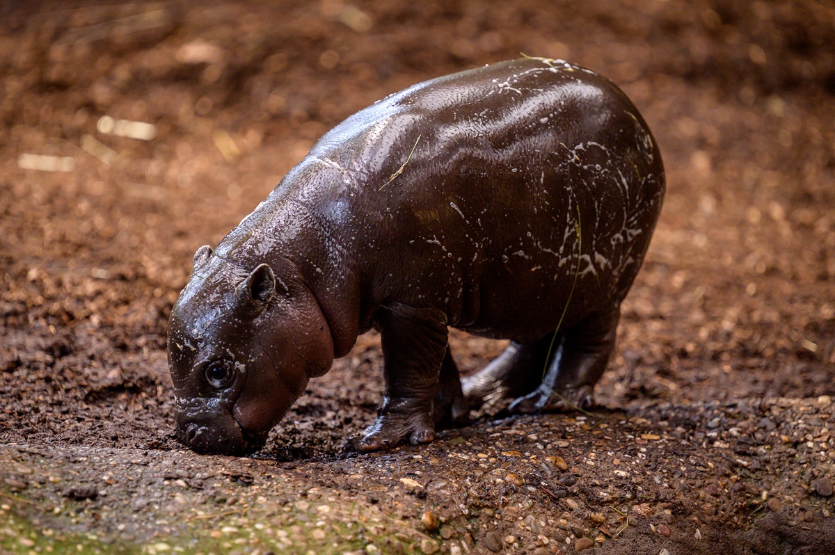 Vor drei Wochen wurde das Baby-Hippo Panya im Zoo Duisburg geboren.