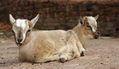 Zwei afrikanische Zwergziegen sitzen beziehungsweise liegen auf dem Boden.