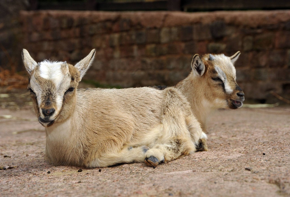 Zwei afrikanische Zwergziegen sitzen beziehungsweise liegen auf dem Boden.