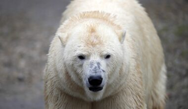 Großeinsatz im Zoo Hannover! Pfleger besorgt um Besucher-Liebling