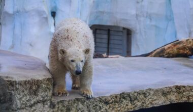 Karlsruher Zoo bietet kostenlosen Eintritt für Kinder an Heiligabend