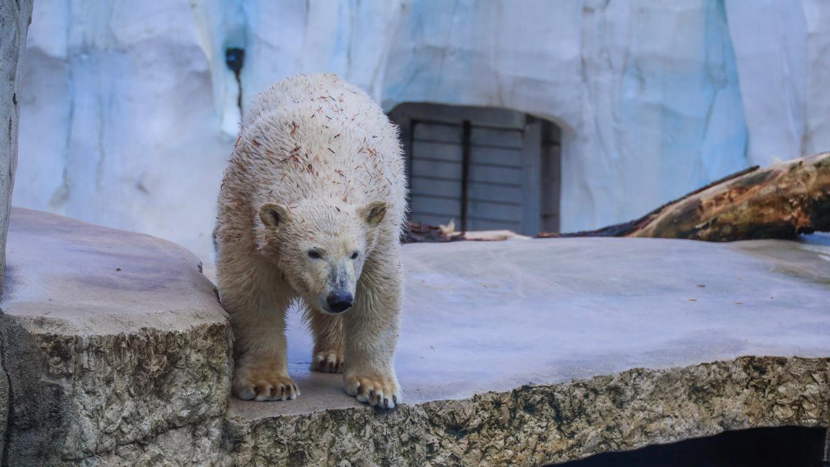 Karlsruher Zoo bietet kostenlosen Eintritt für Kinder an Heiligabend