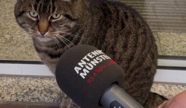 Oskar darf bleiben - Antenne Münster