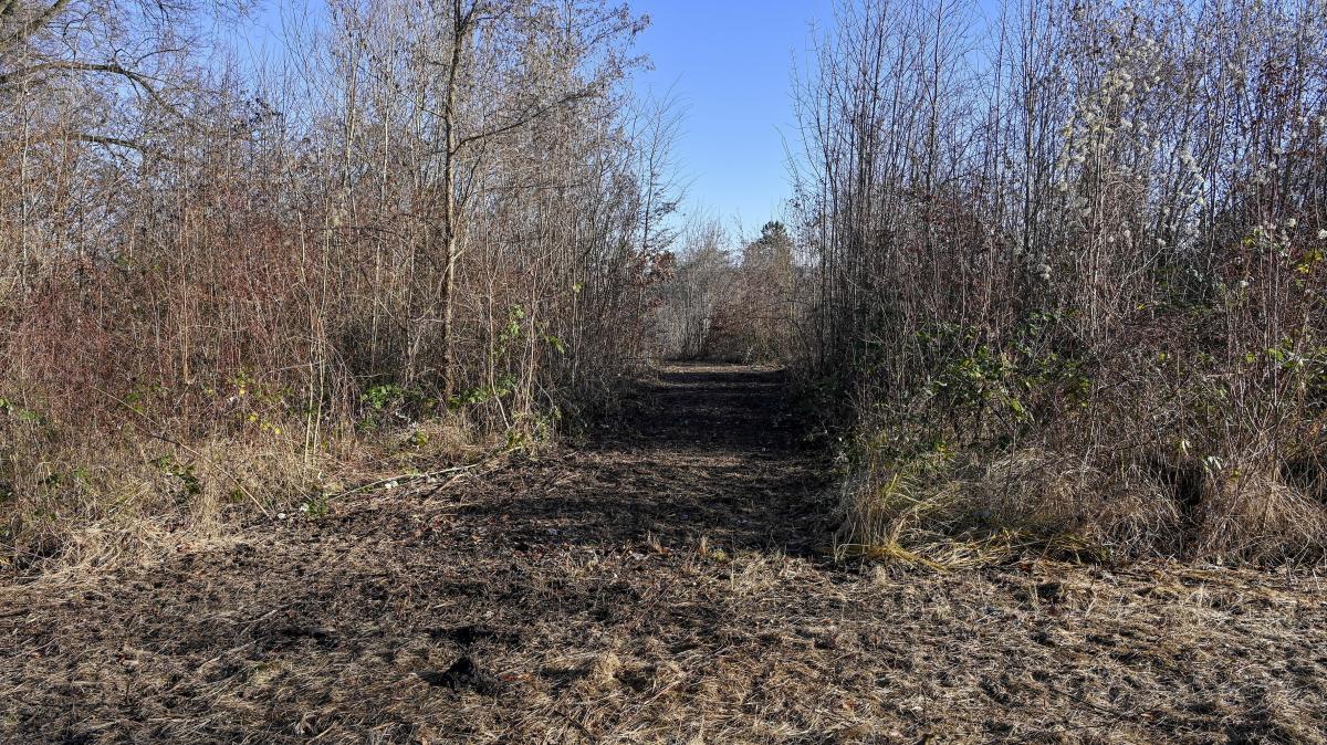 Zustand des Augsburger Waldes sorgt für Unmut