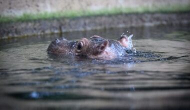 Und am Ende wird doch ein Willi draus