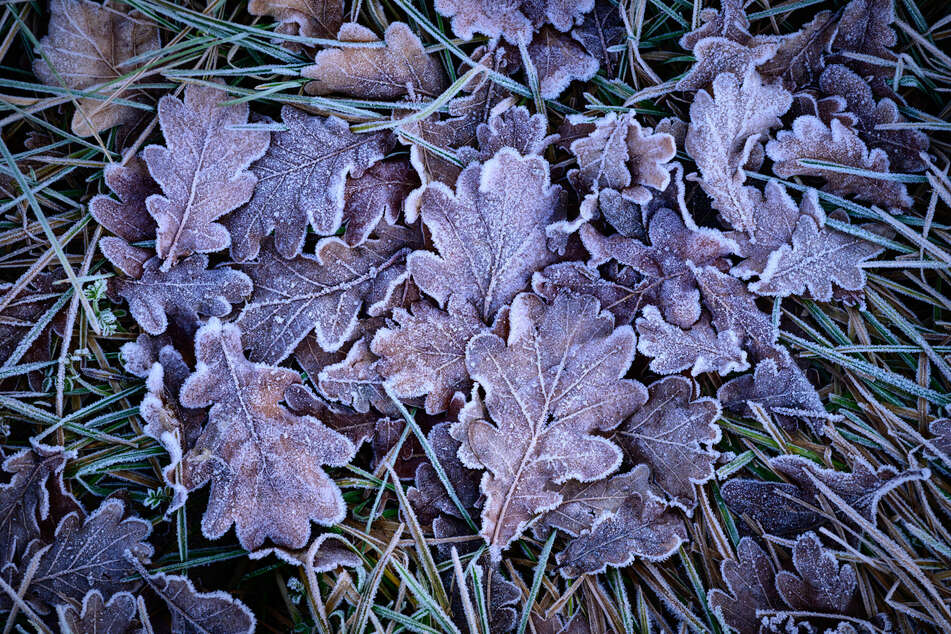 Die Nächte in Berlin und Brandenburg werden zum Start der neuen Woche frostig. (Archivbild)