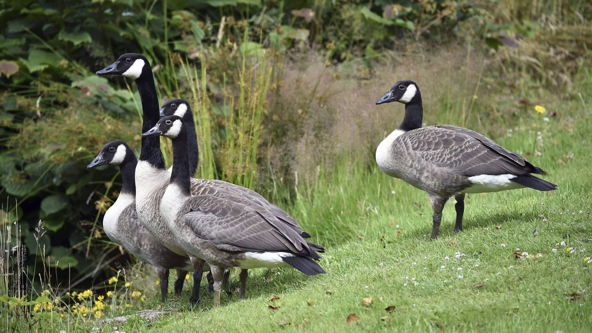 Kanadagänse an einem Teich (Archivbild): In der Städteregion Aachen ist erstmals ein Fall der Vogelgrippe während des laufenden Ausbruchs nachgewiesen worden.