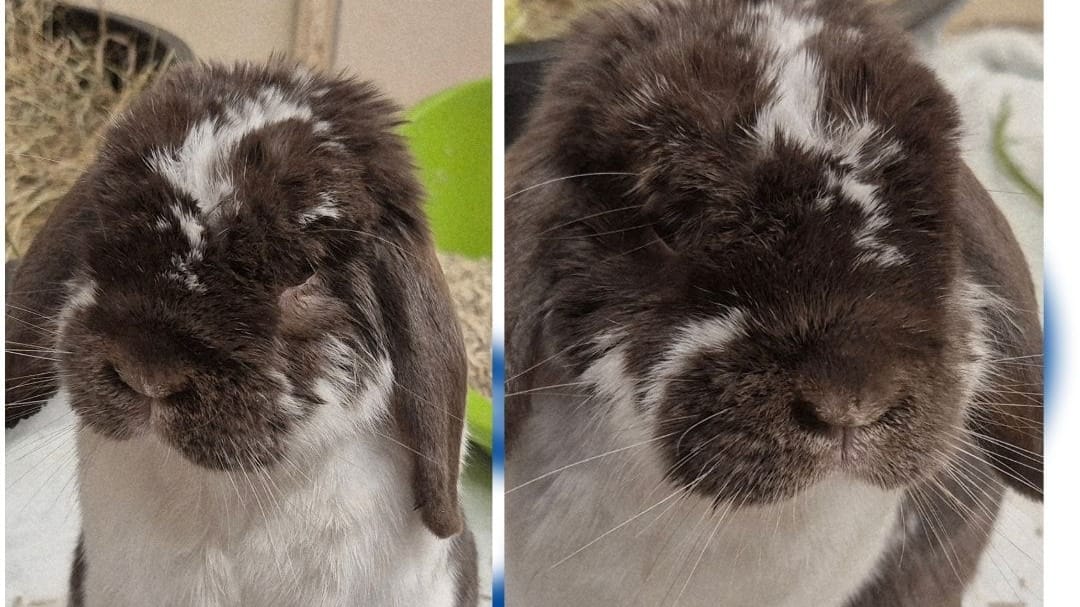 Kaninchen-Opa "Mukki": Das Nürnberger Tierheim sucht nach einem neuen Besitzer für das Tier aus einer Qualzucht.