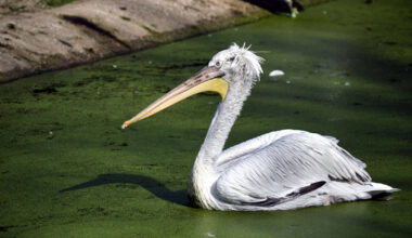 Leipziger Zoo tötet sämtliche Krauskopfpelikane