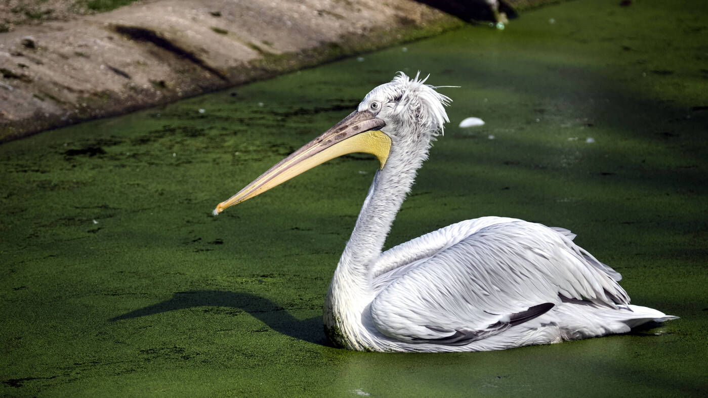 Leipziger Zoo tötet sämtliche Krauskopfpelikane