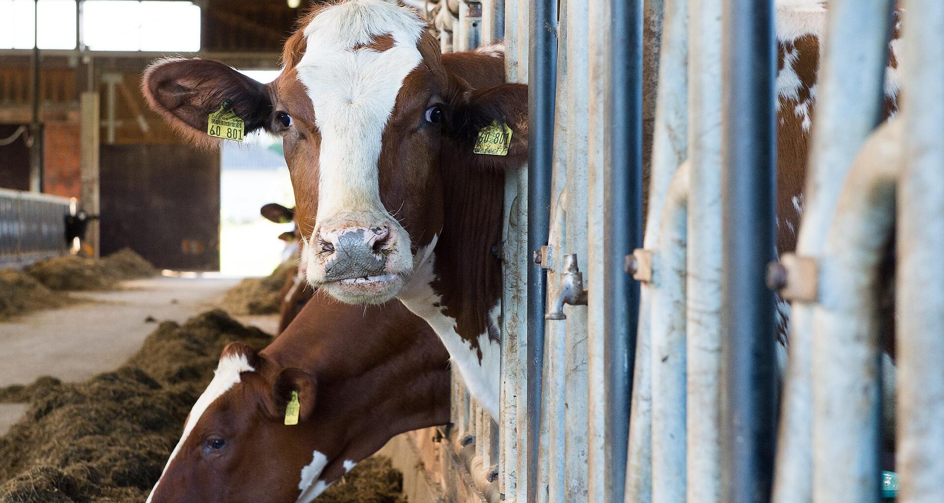 Fallende Butterpreise in Hessen: Gut für Verbraucher, schlecht für Landwirte