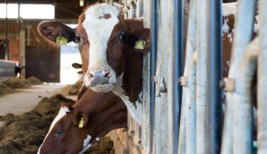 Fallende Butterpreise in Hessen: Gut für Verbraucher, schlecht für Landwirte