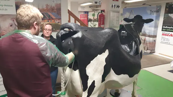 Ein Übungsmodell einer Kuh