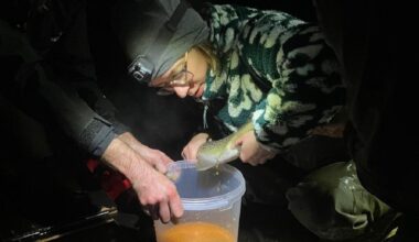 Wie Bremer Forscher und Angler den Lachs in der Weser retten wollen