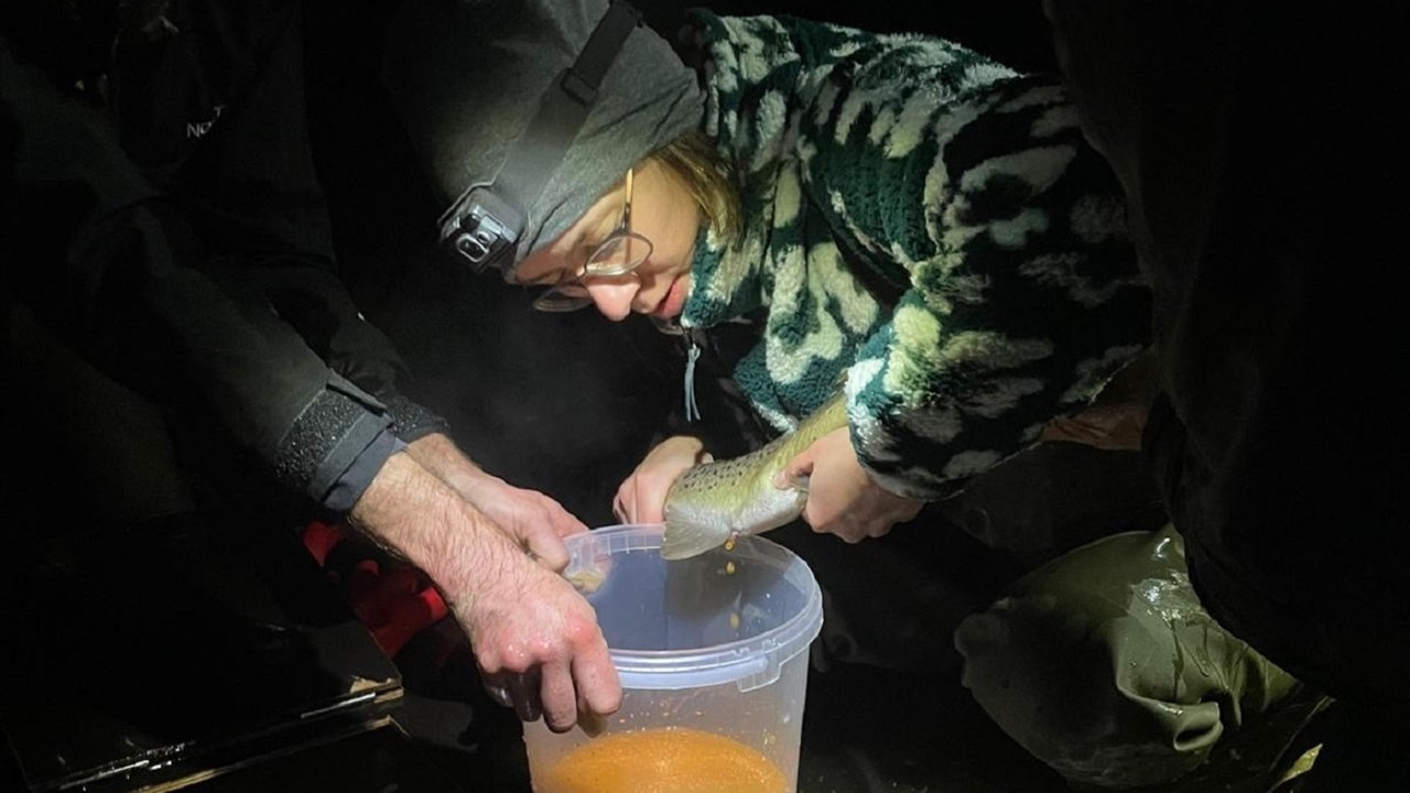 Wie Bremer Forscher und Angler den Lachs in der Weser retten wollen