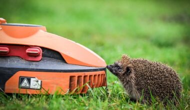 Kein Nachtfahrverbot für Mähroboter im Kreis Zwickau
