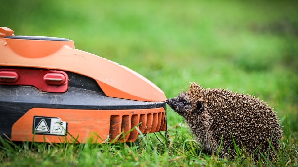 Kein Nachtfahrverbot für Mähroboter im Kreis Zwickau
