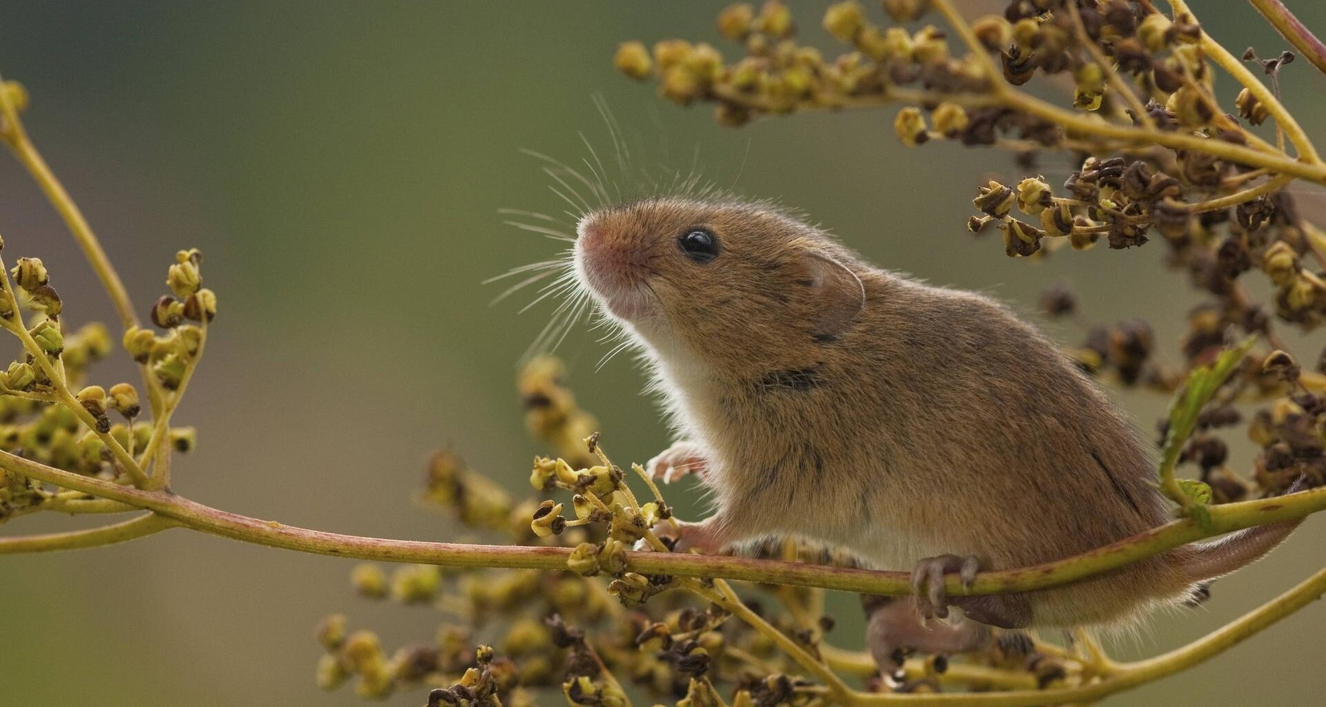 Eine schnuppernde Zwergmaus auf einem Zweig