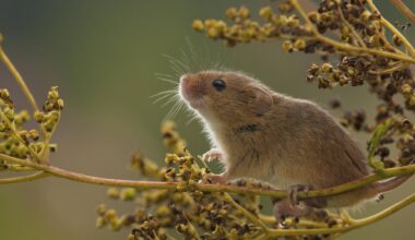 Eine schnuppernde Zwergmaus auf einem Zweig