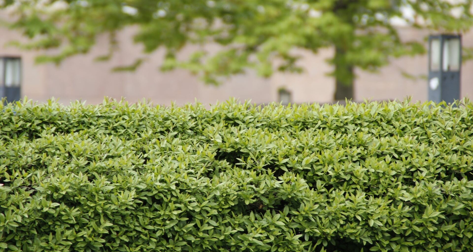 Wichtiges Urteil des BGH: So hoch dürfen Hecken in Deutschland sein