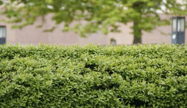 Wichtiges Urteil des BGH: So hoch dürfen Hecken in Deutschland sein