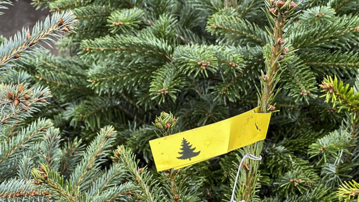 Weihnachten: Christbaumverkauf in Stuttgart – wo die Tannen stehen