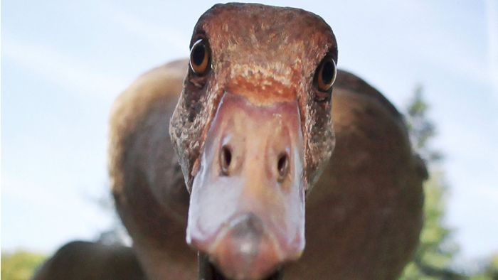 Behördensprache in Stuttgart: Gans schön bürokratisch!