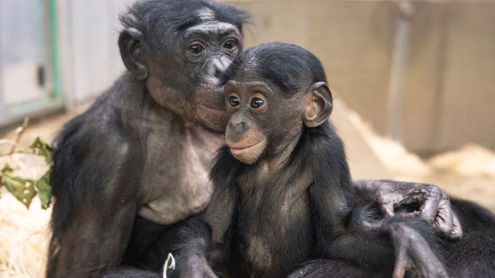 Ausbildung im Zoo Stuttgart: Fünf Stellen für 200 Bewerber – so wird man Tierpfleger in der Wilhelma