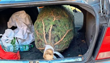 Besser als jeder Duftbaum: Der Traum von Baum im Kofferraum