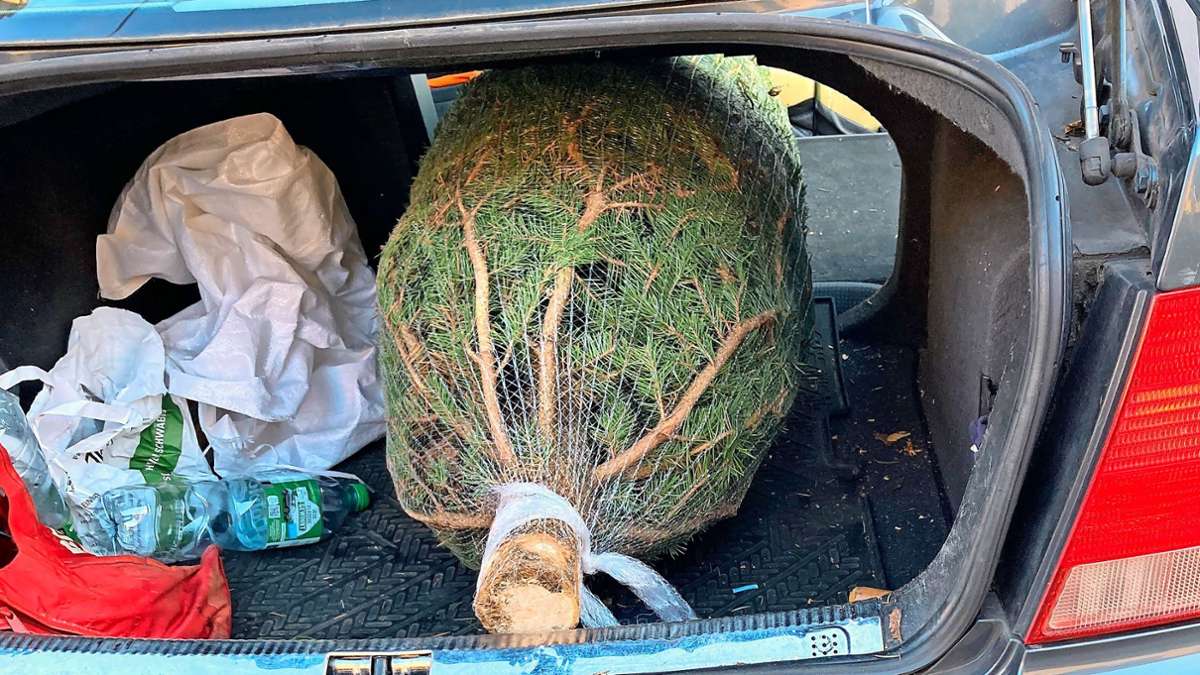 Besser als jeder Duftbaum: Der Traum von Baum im Kofferraum